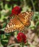 Variegated Fritillary - Crimson Clover - Photo by Doug Kimball
